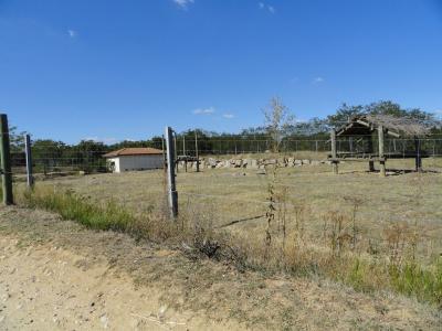Hyène tachetée - 2011
