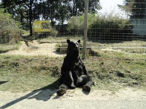 Ours noir