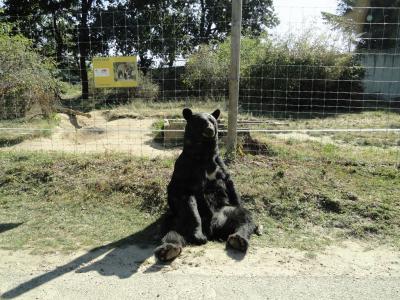 Ours noir - 2011