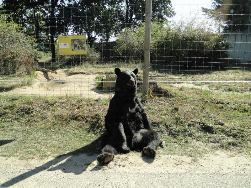 Ours noir