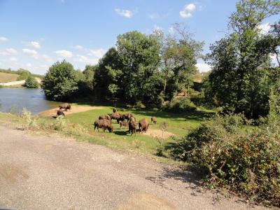Ours noir - Bison d'Amérique - 2011