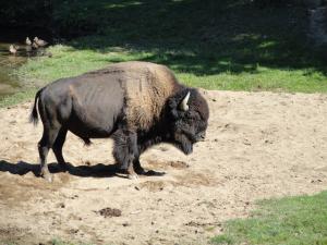 Bison d'Amérique