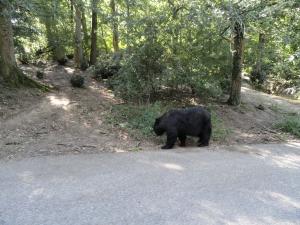 Ours noir