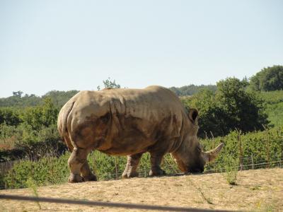 Rhinocéros blanc