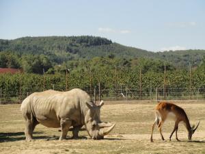 Rhinocéros blanc
