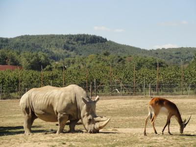 Rhinocéros blanc - 2011