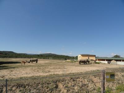 Rhinocéros blanc - 2011