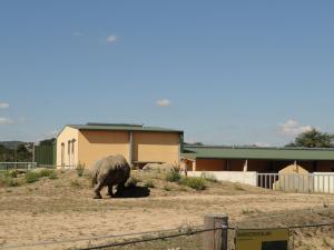 Rhinocéros blanc