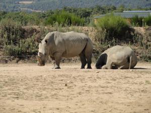 Rhinocéros blanc