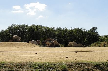 Rhinocéros blanc - 2011