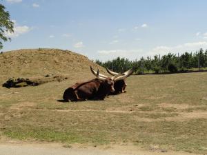 Boeuf watusi