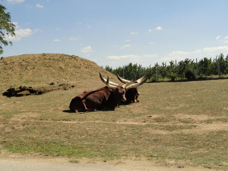 Boeuf watusi