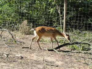 Cerf sika