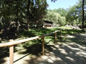Wallaby de Bennett - Wallaby des rochers