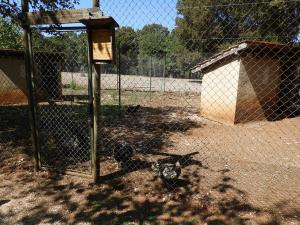 Conservatoire avicole: Poule Gournay