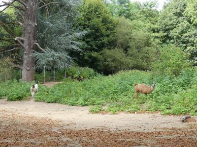 Lama - Nandou - 2019