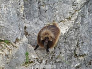 Gelada