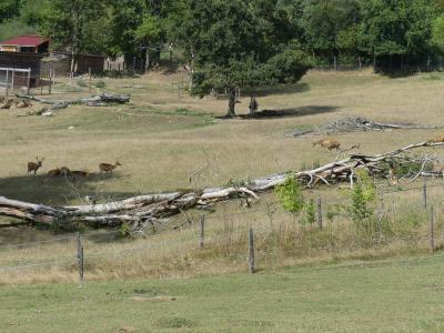 Plaine asiatique - 2019
