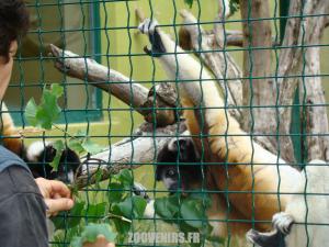 Propithèque couronnée