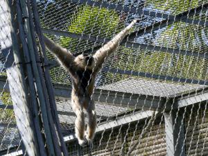 Gibbon à bonnet