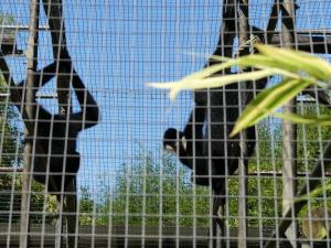 Gibbon à favoris blancs du Nord