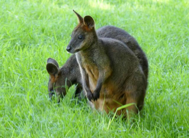 Wallaby bicolor