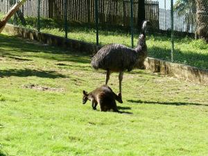Wallaby bicolor - Emeu