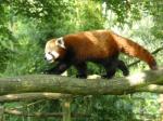 Panda roux (Ailurus fulgens)