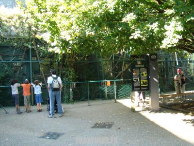 Secteur des petits singes