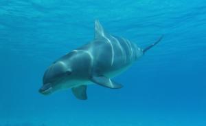 Grand dauphin (Tursiops truncatus)