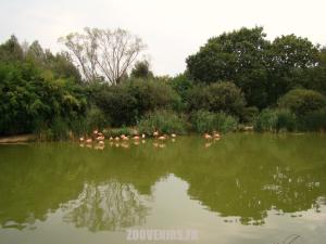 Flamant rose