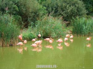 Flamant rose