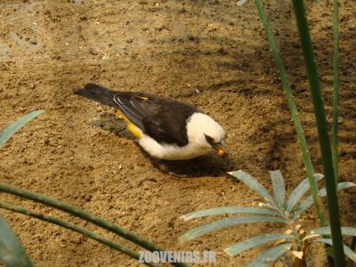 Alecto à tête blanche - 2009
