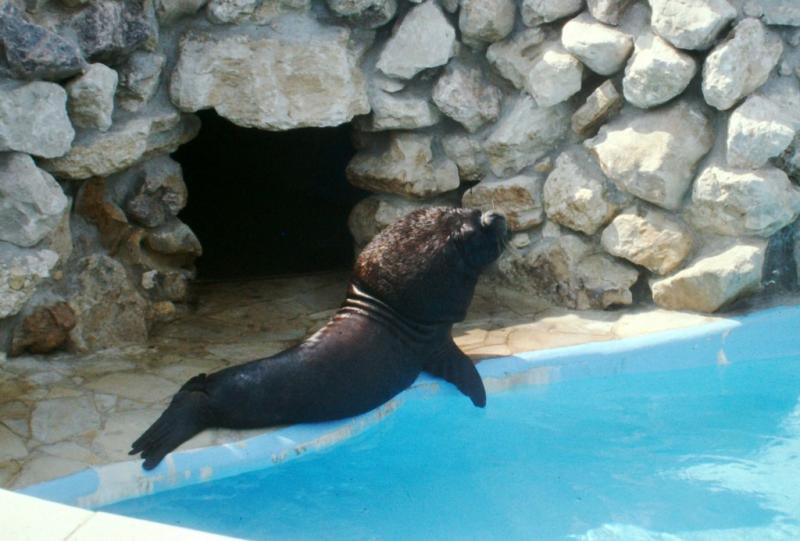 Éléphant de mer (Mirounga leonina)