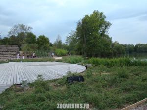 Spectacle des oiseaux en vol libre 