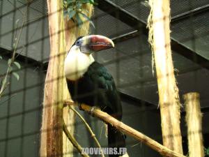 Toucan à bec rouge