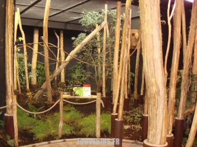 Toucan à carène - 2009