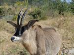 Antilope rouanne (Hippotragus equinus)