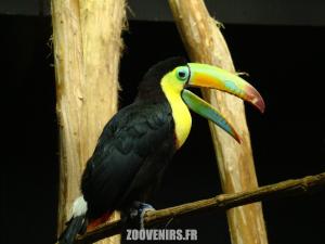 Toucan de Cuvier