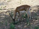 Cervicapre (Antilope cervicapra)