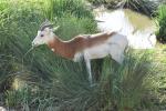 Gazelle à cou roux (Nanger dama ruficollis)