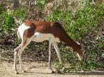 Gazelle de Mhorr (Nanger dama mhorr)