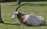 Oryx algazelle (Oryx algazelle)
