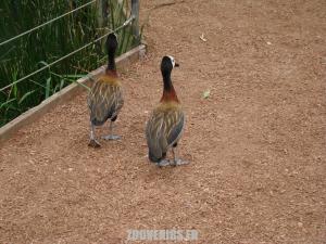 Dendrocygne veuf