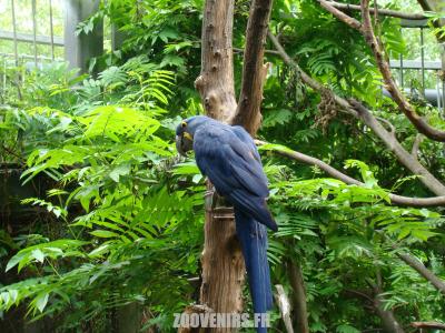 Ara hyacinthe - 2009