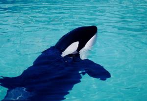 Orque (Orcinus orca)