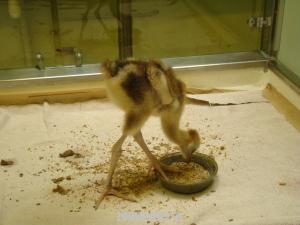Jeune Grue