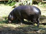 Hippopotame pygmée (Choeropsis liberiensis liberiensis)