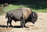Bison d'Amérique du Nord (Bison bison)