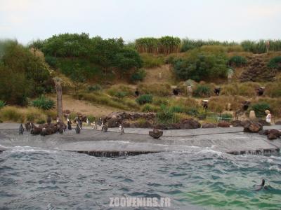 Manchots de Humboldt - 2009